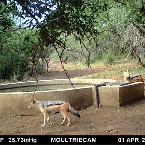 Jackal Trail Cam Pictures South Africa