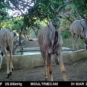 South Africa Trail Cam Pictures Kudu