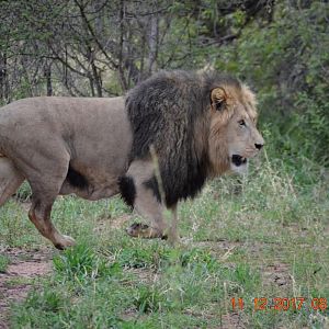 Lion South Africa