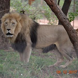 Lion South Africa