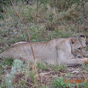 Lioness South Africa