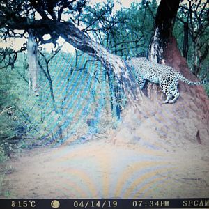 Leopard Trail Cam Pictures Namibia