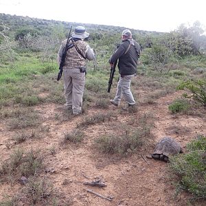 Leopard Tortoise shows up while we're stalking