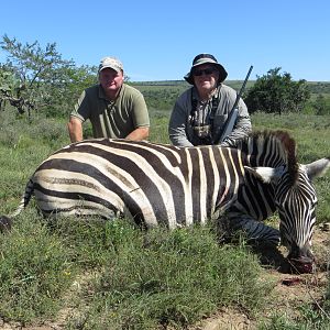 South Africa Hunting Burchell's Plain Zebra