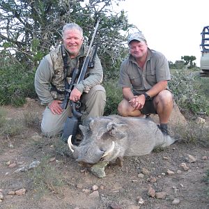 Warthog Hunting South Africa