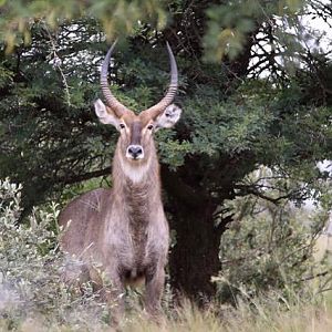 Waterbuck South Africa