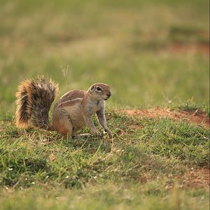 Ground Squirrel