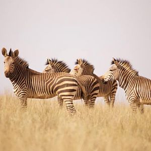 Hartmann's Mountain Zebra South Africa