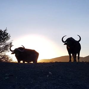 Cape Buffalo in South Africa