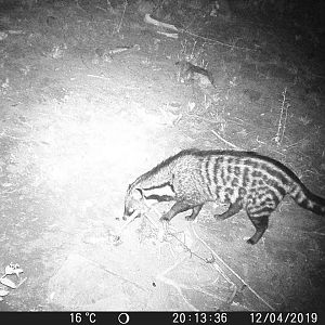 Trail Cam Pictures of Civet in South Africa