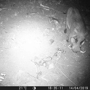 South Africa Trail Cam Pictures Warthog