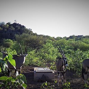 Trail camera at camp waterhole