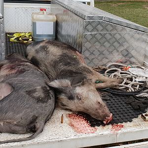 Boar Hunt Australia