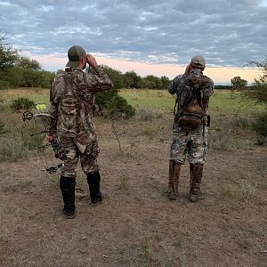 Bow Hunting Red Stag in Argentina