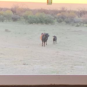 Water Buffalo Argentina