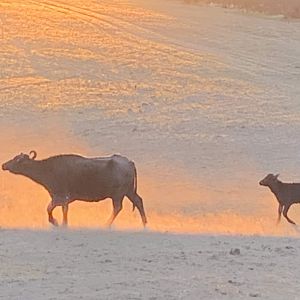 Water Buffalo Argentina