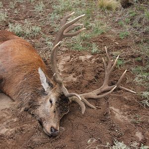 Bow Hunt Red Stag in Argentina