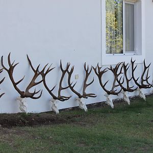 Red Stag Skulls Argentina