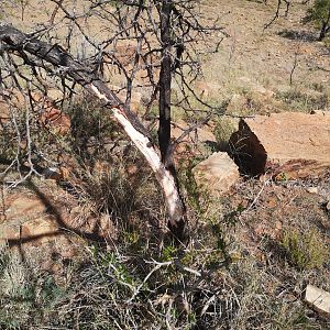 South Africa Bow Hunting Fallow Deer