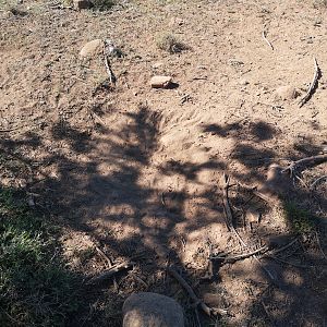 Bedding area of one of the Stags in the area