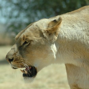 Lionness South Africa