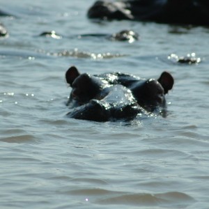 Hippo South Africa