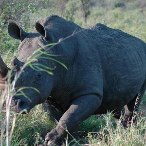 White Rhino South Africa