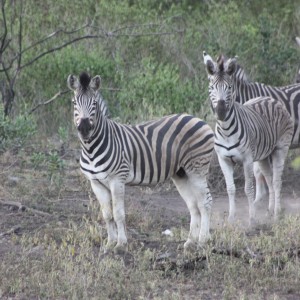 Zebras