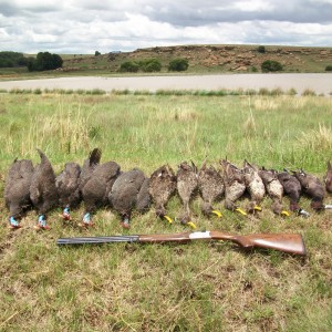 Beretta 687, Bird Hunting with Clients