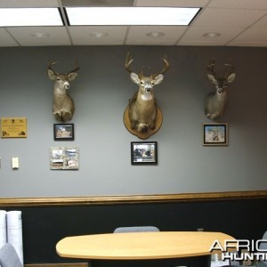 Whitetail with Coues bookends