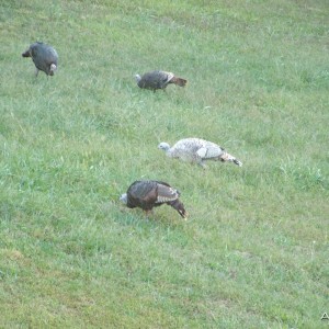 Albino Turkey