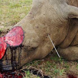 The War On Rhinos