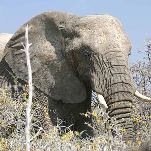 Etosha Elephant