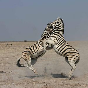 Etosha Zebra