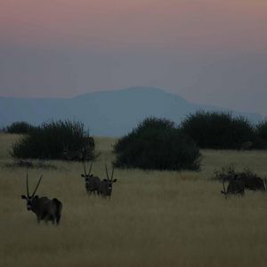 Palmwag Oryx