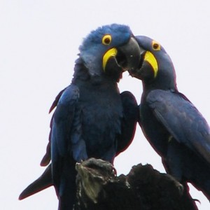 Arara Azul in Brazil