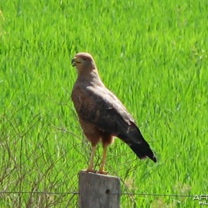 Gavaio Caramujeiro in Brazil