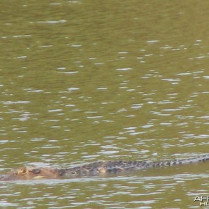 Melanosuchus niger The king of the Rivers in Brazil