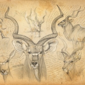 Wildlife Artist Marcello Pettineo - Kudu