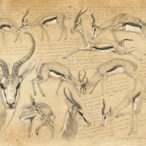 Wildlife Artist Marcello Pettineo - Springbok