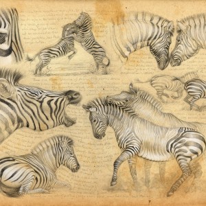 Wildlife Artist Marcello Pettineo - Zebra