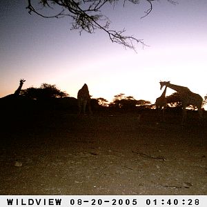 Giraffes, Namibia