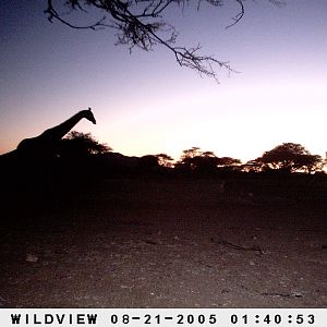 Giraffes, Namibia