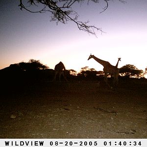 Giraffes, Namibia