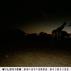 Giraffes, Namibia