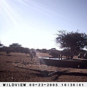 Gemsboks and Kudu, Namibia