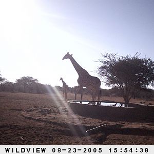 Giraffes, Namibia