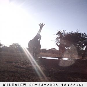 Giraffes, Namibia