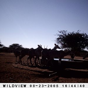 Gemsboks and Kudu, Namibia