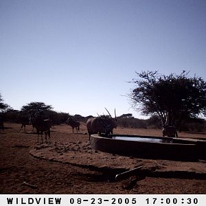 Gemsboks, Namibia